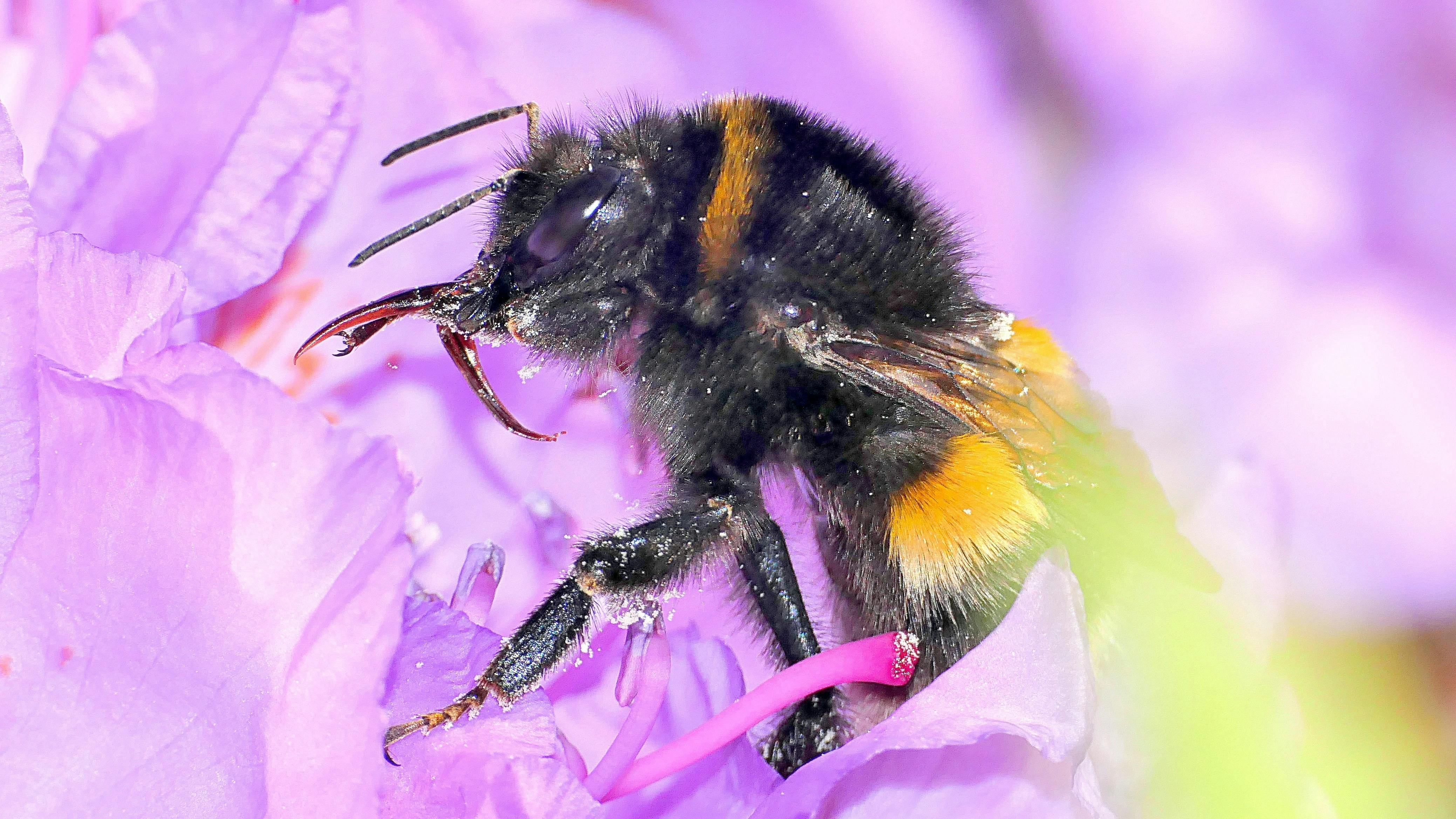 Die fleißigste Biene ist eine Hummel