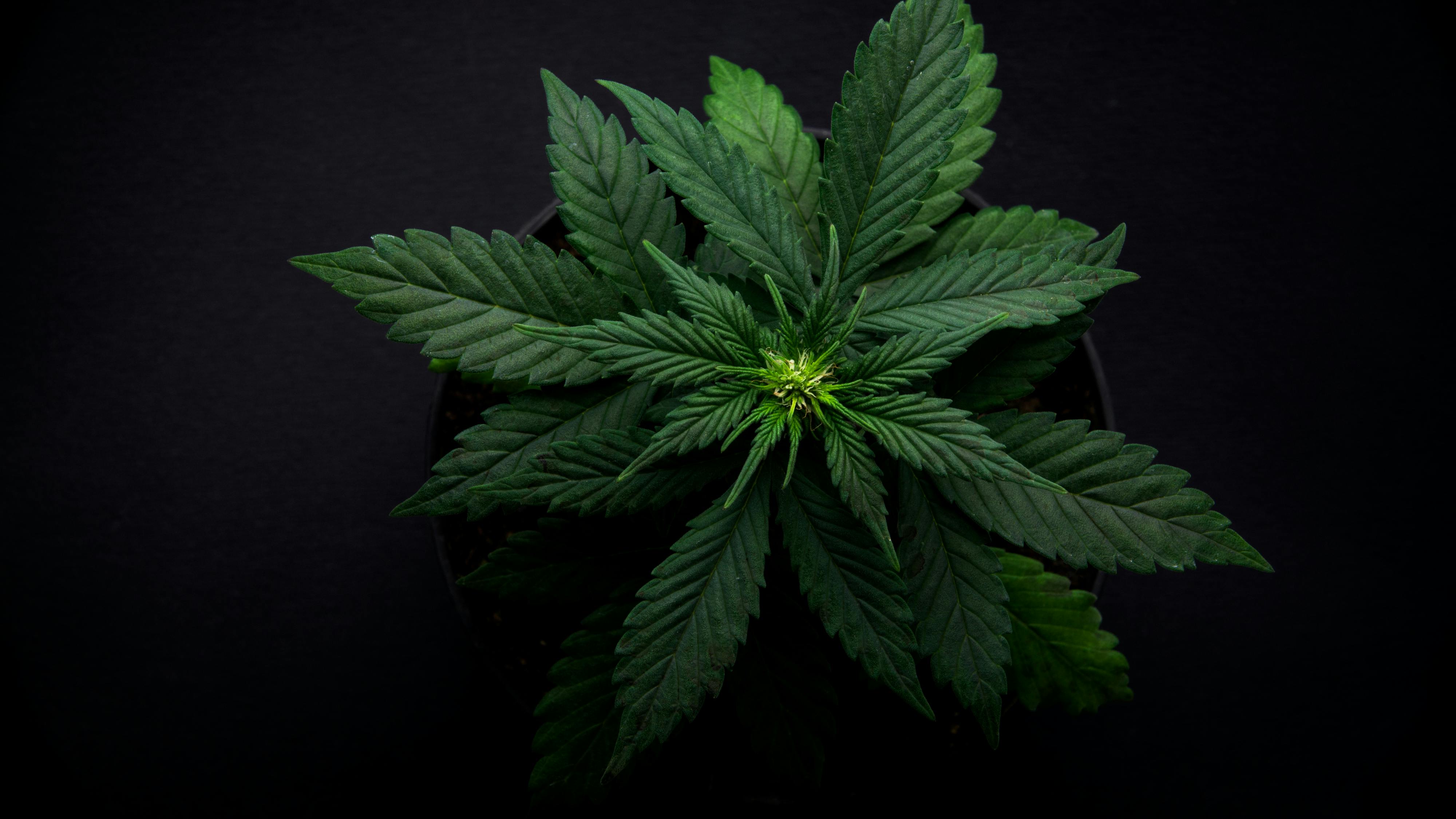 Es ist noch viel zu früh, Cannabis zu legalisieren