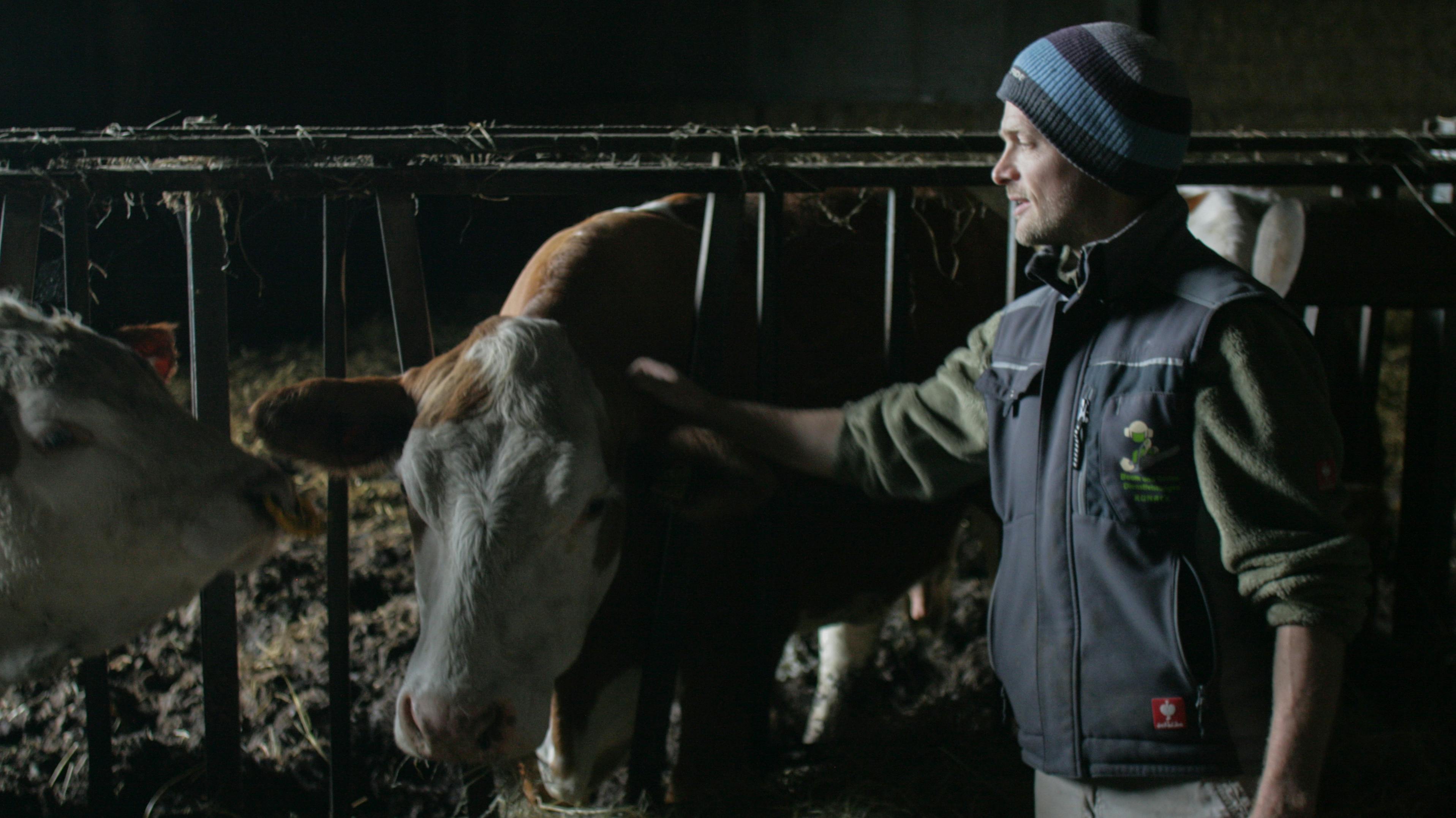Ein Landwirt steht in einem Stall und streichelt eine braun-weiß gefleckte Kuh.