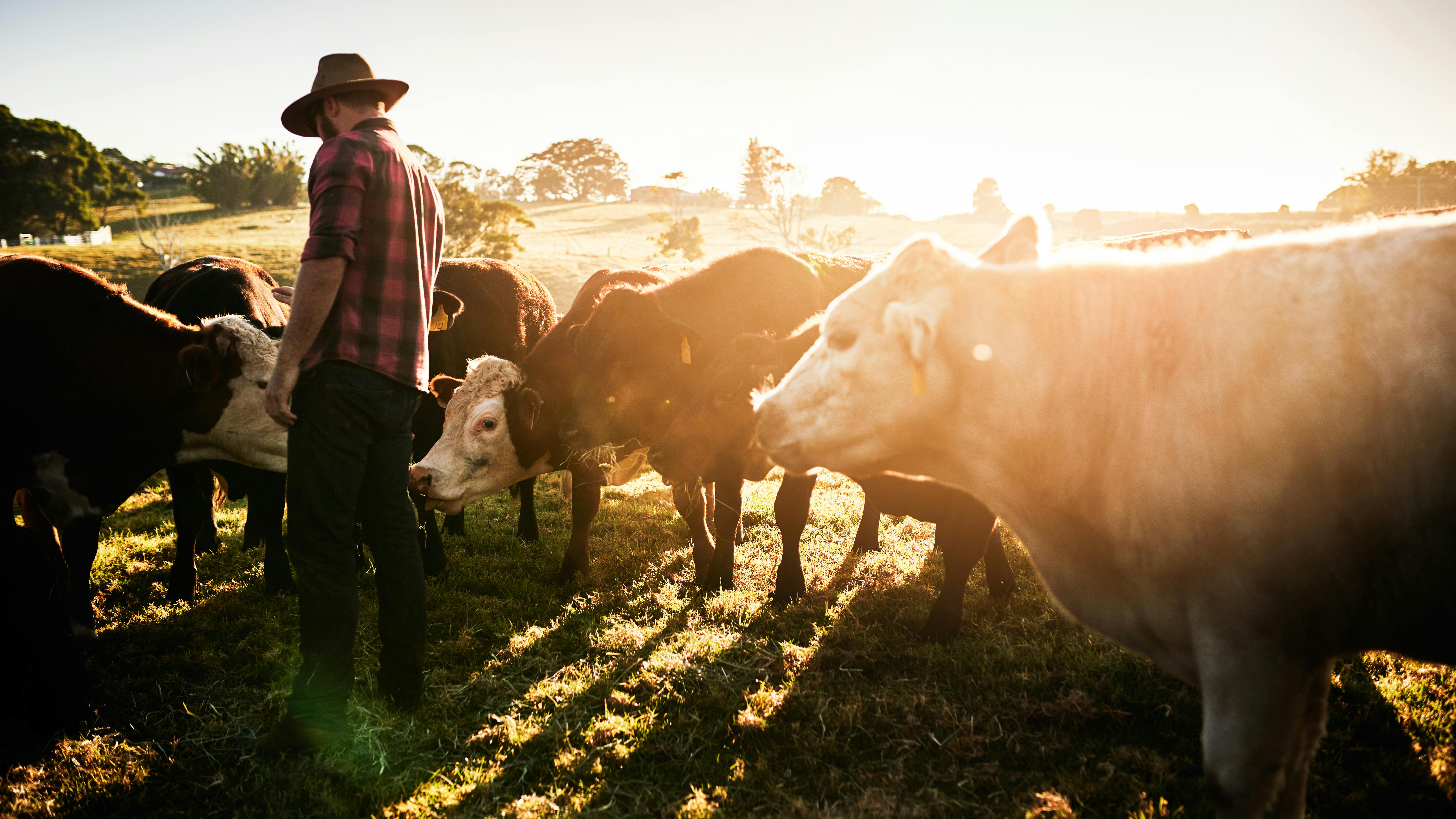 Ja, Fleisch essen belastet die Umwelt – aber Kühe sind trotzdem keine Klimakiller