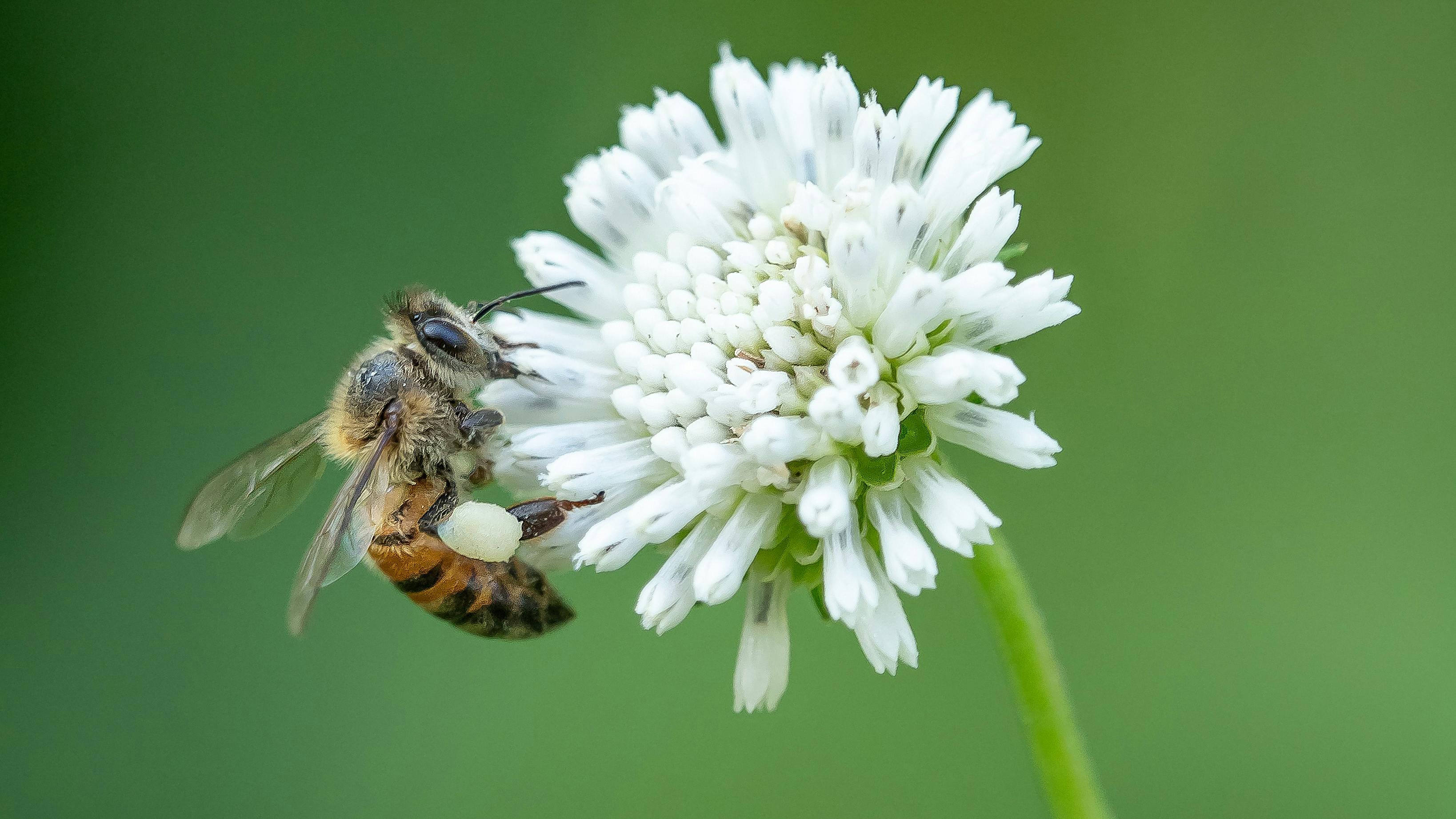 Gute Nachrichten – ein Insekten-Spezial