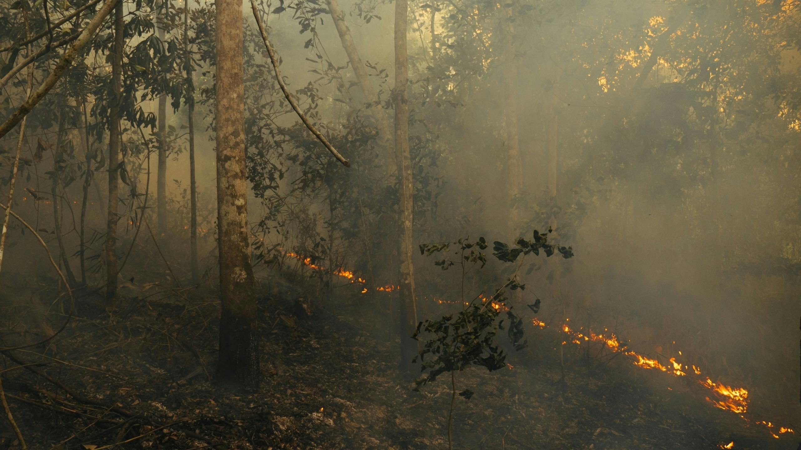 Die Amazonas-Brände kurz erklärt: wo sie herkommen, warum sie gefährlich sind und wie wir sie stoppen könnten