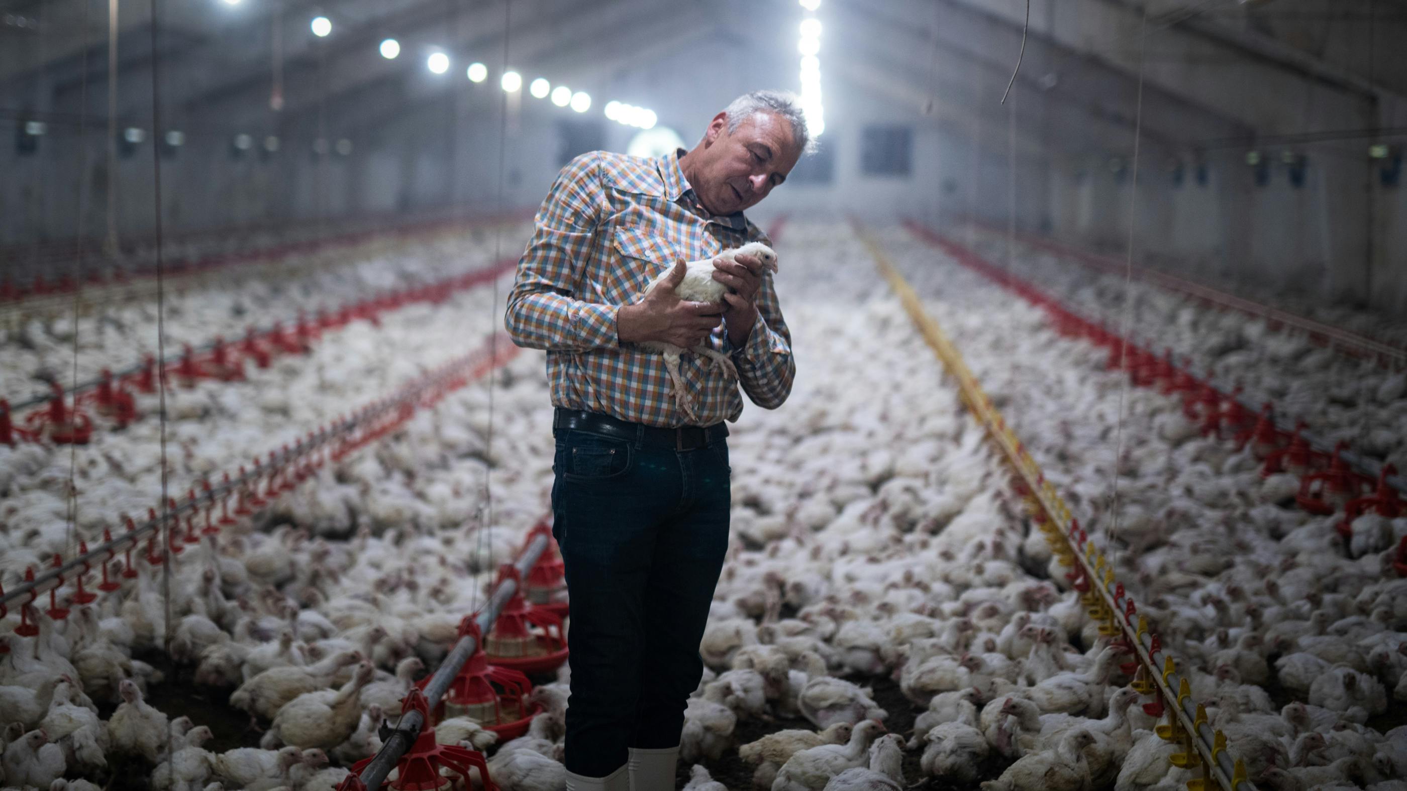 Wir sehen einen Bauern in einer Hühnerfarm, der ein Huhn begutachtet, umgeben von hunderten weiteren Hühnern 