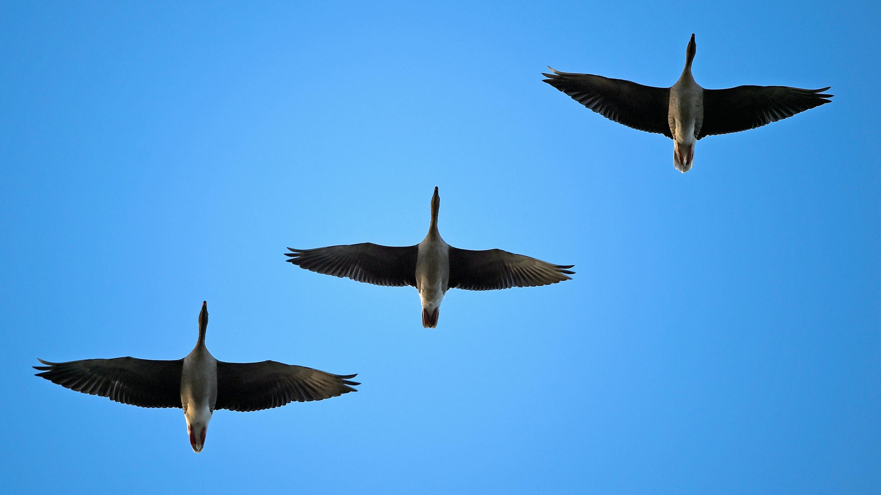 Wir sehen drei Gänse im Flug, die Perspektive ist von unten nach oben. 