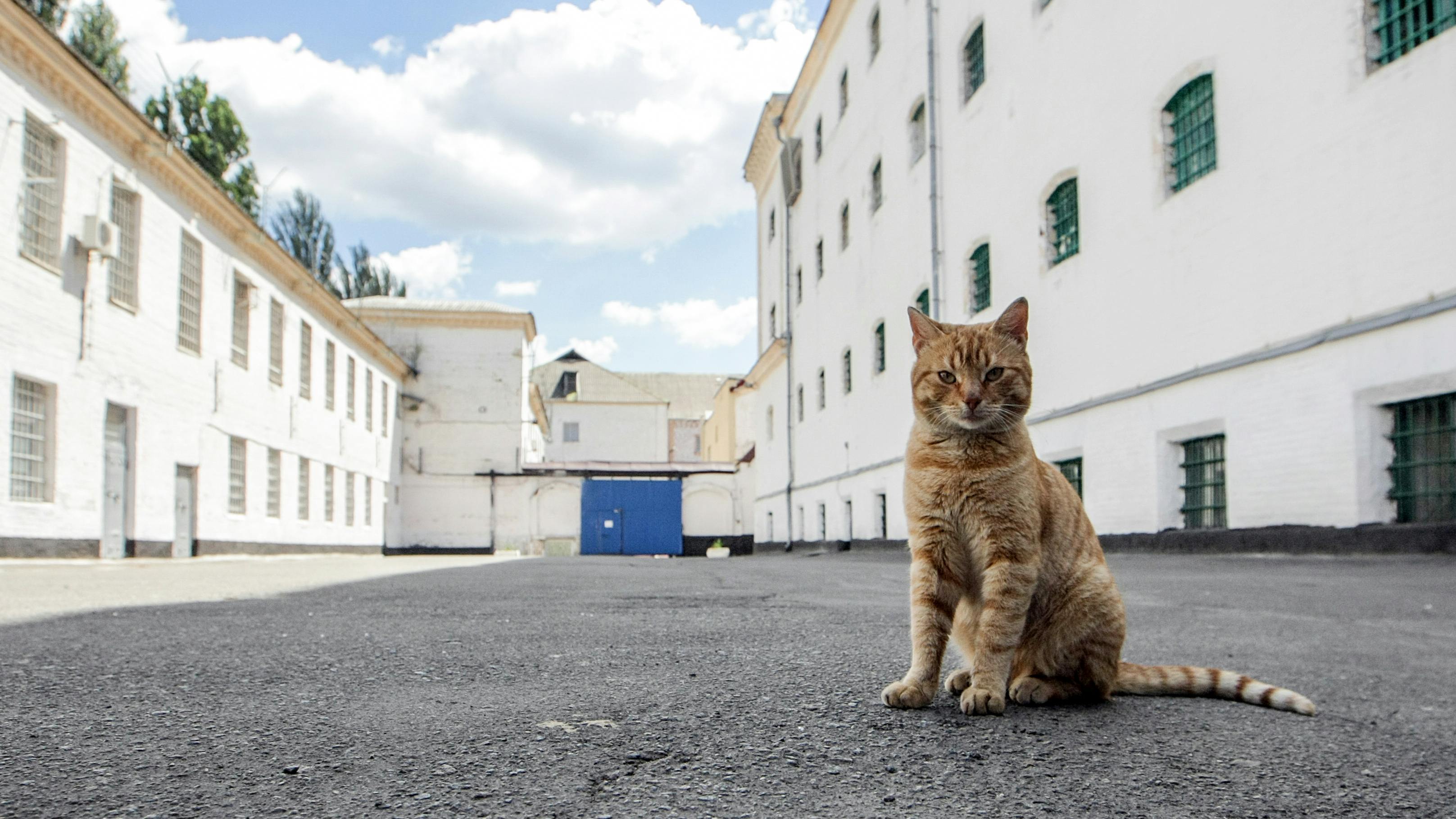 Eine Katze sitzt im Innenhof eines Gefängnisses