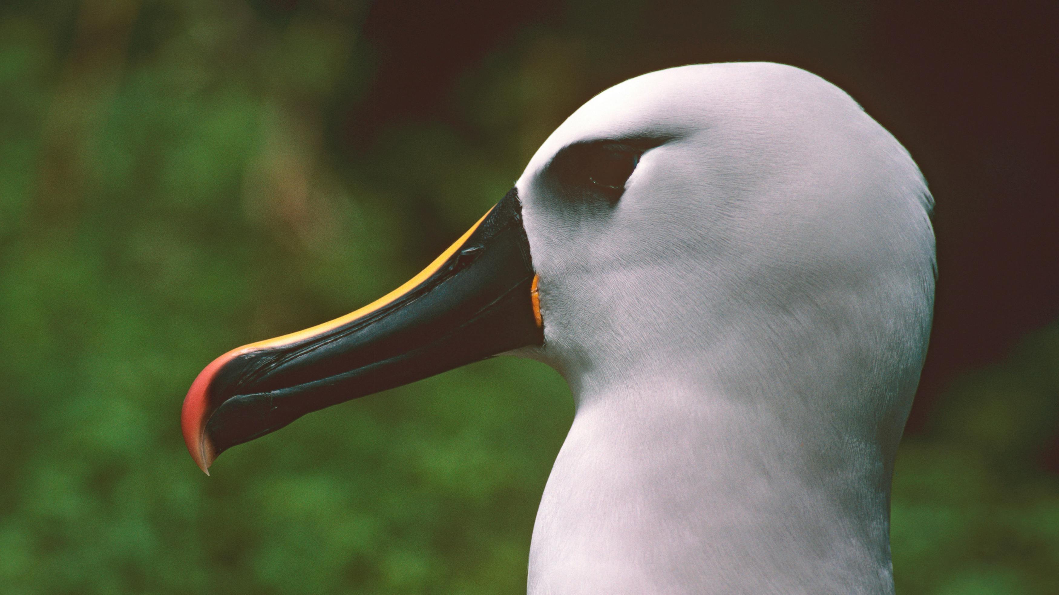 Atlantischer Gelbnasenalbatros (Thalassarche chlororhynchos), Porträt im Profil.