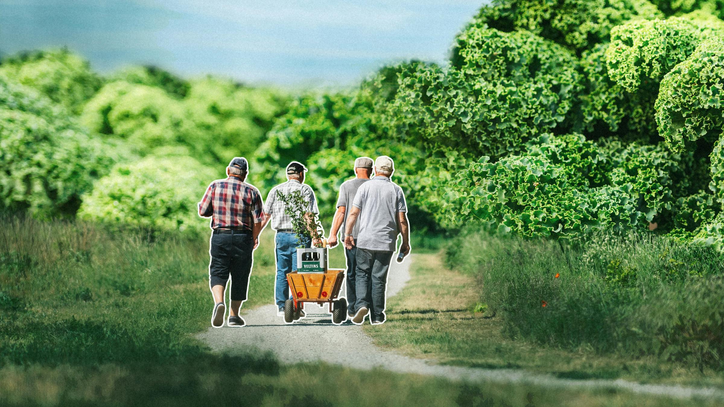 Vier Männer laufen auf einem Feldweg, sie ziehen einen Bollerwagen hinter sich her. Im Huntergrund türmt sich Grünkohl.