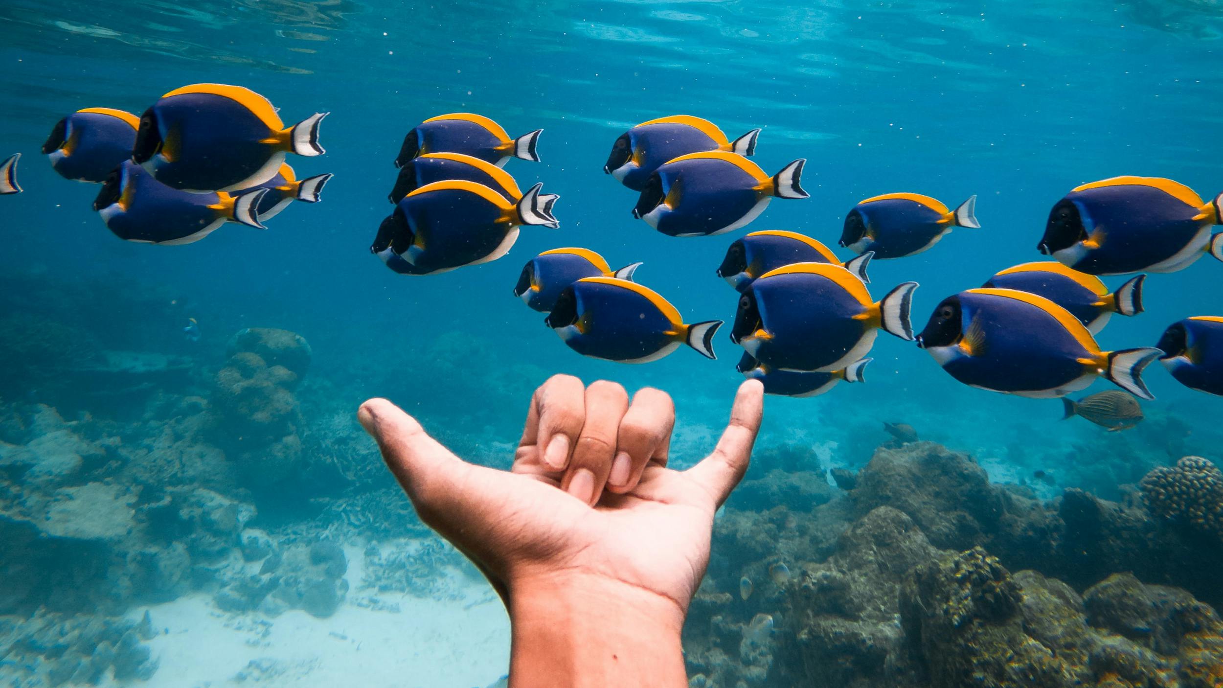 Unterwasser-Bild: Eine Hand macht den Surfer-Gruß, dahinter schwimmt ein Schwarm Fische. Auf dem Boden sind Korallen zu sehen.