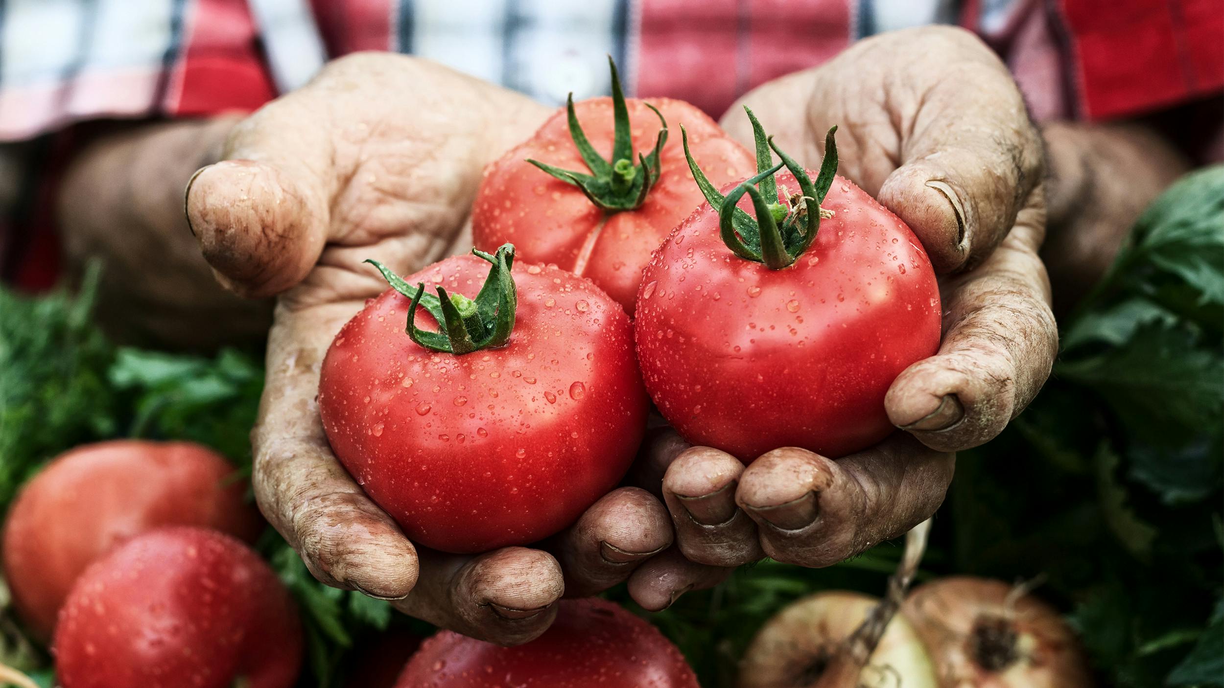Zwei Tomaten werden von alten Händen gehalten.