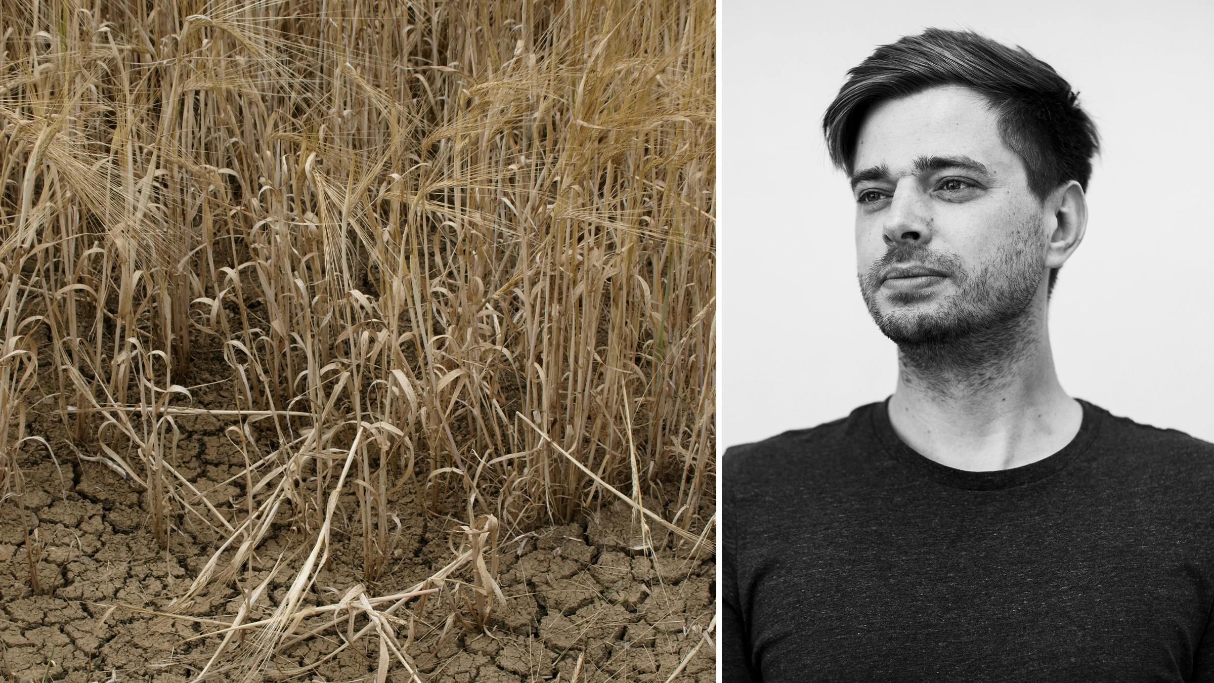 Links: Weizen auf trockenem Boden. Rechts: Ein Portrait von Rico