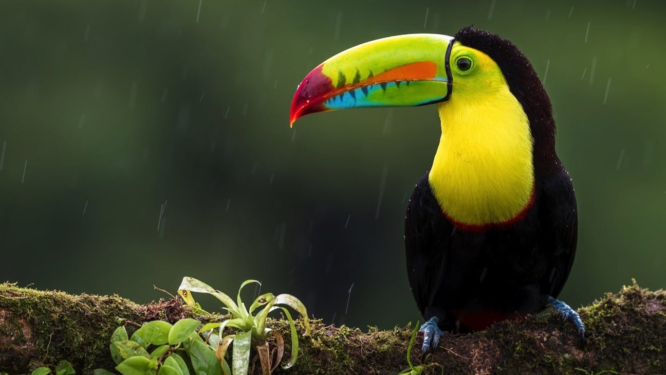 Ein Tucan sitzt in Costa Rica auf einem Ast.