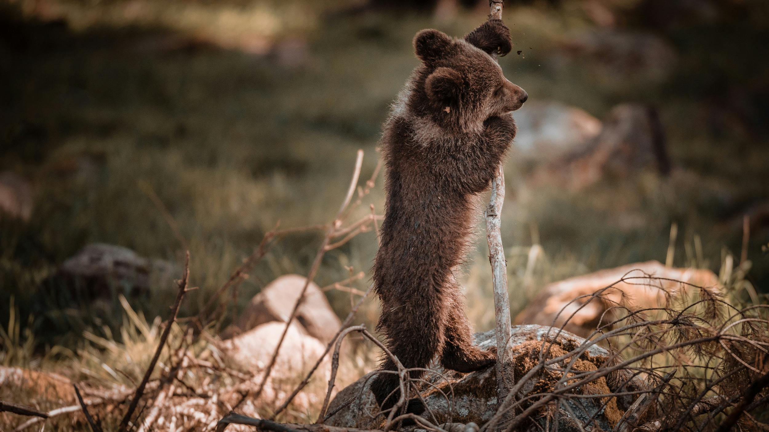 Ein kleiner Braunbär spielt auf einem umgestürzten Baum.