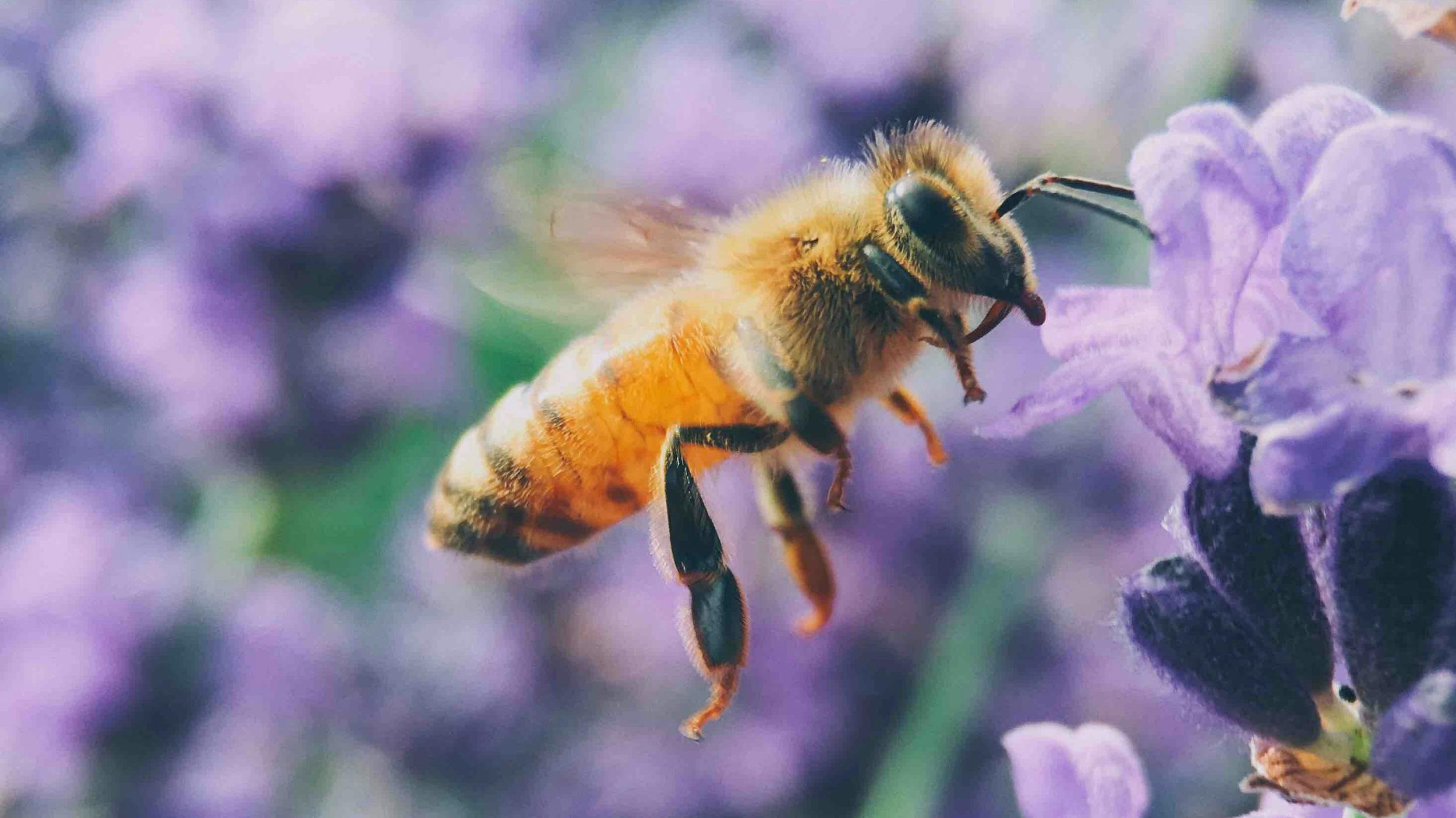 Eine Biene schwebt vor lilafarbenen Blüten