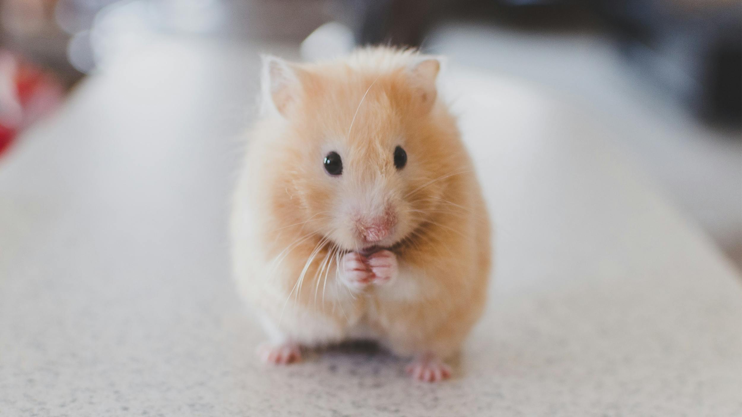 Ein kleiner Hamster