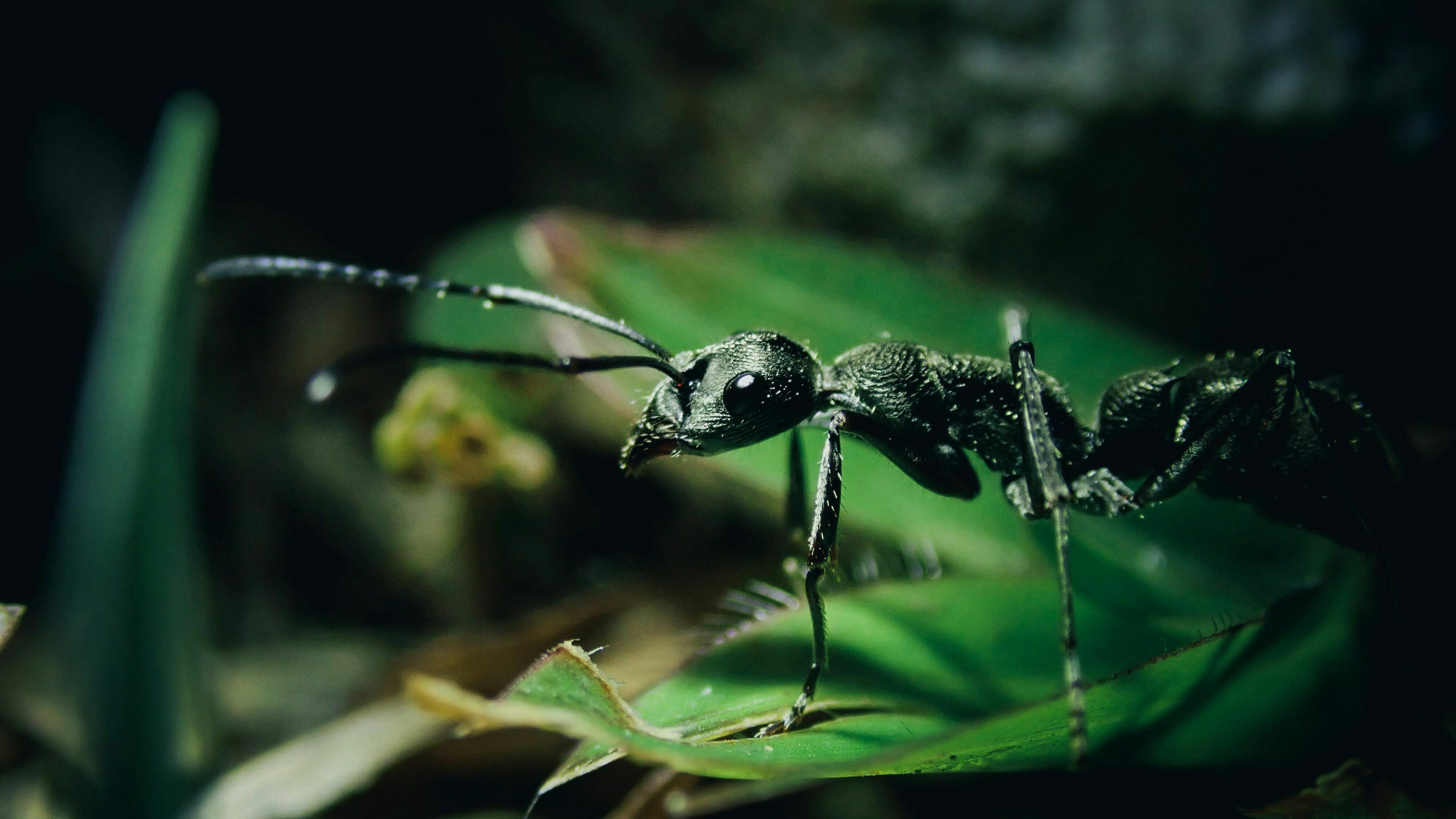 Eine schwarze Ameise steht auf einem Blatt