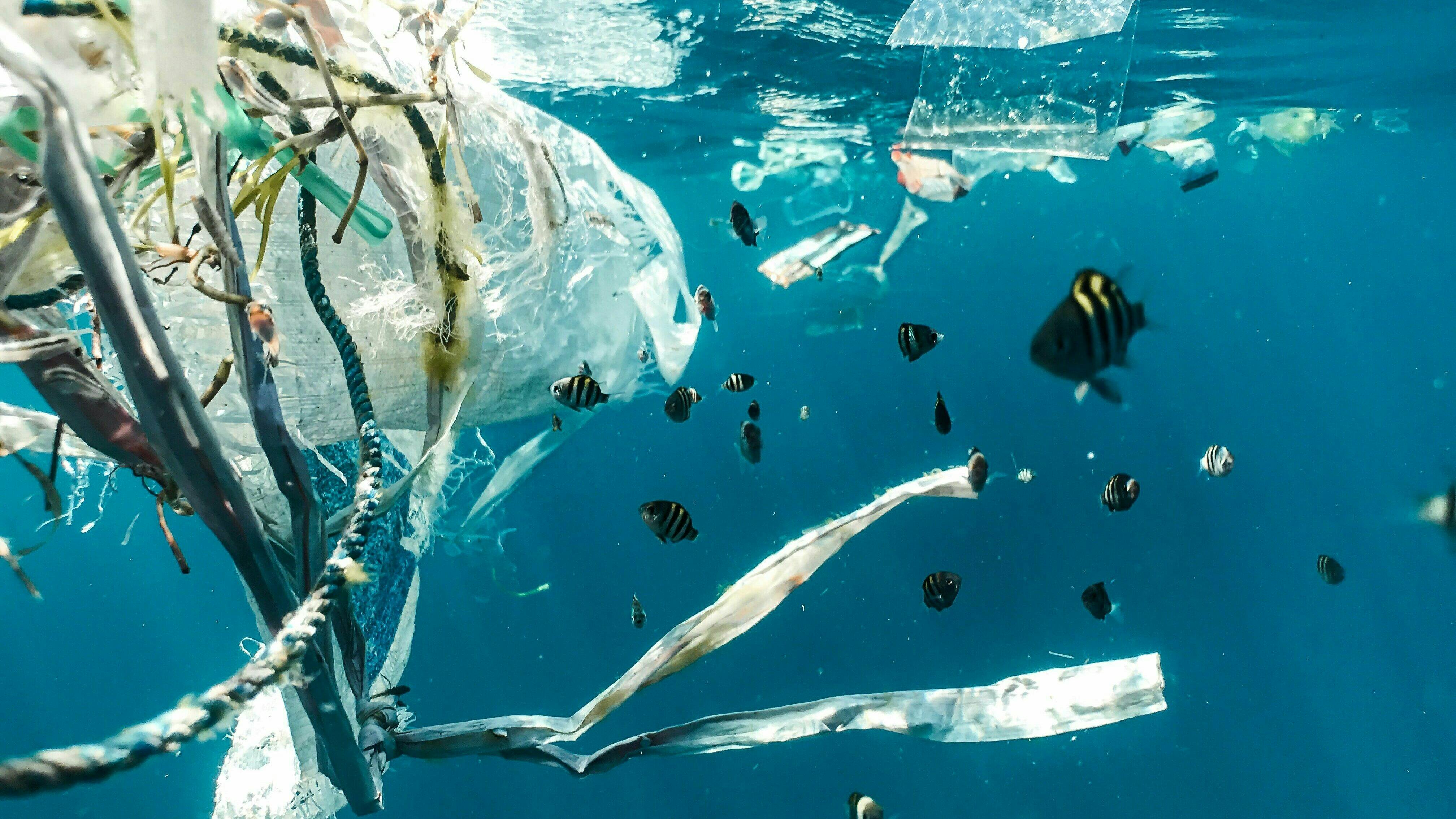 Fische schwimmen zwischen Plastik