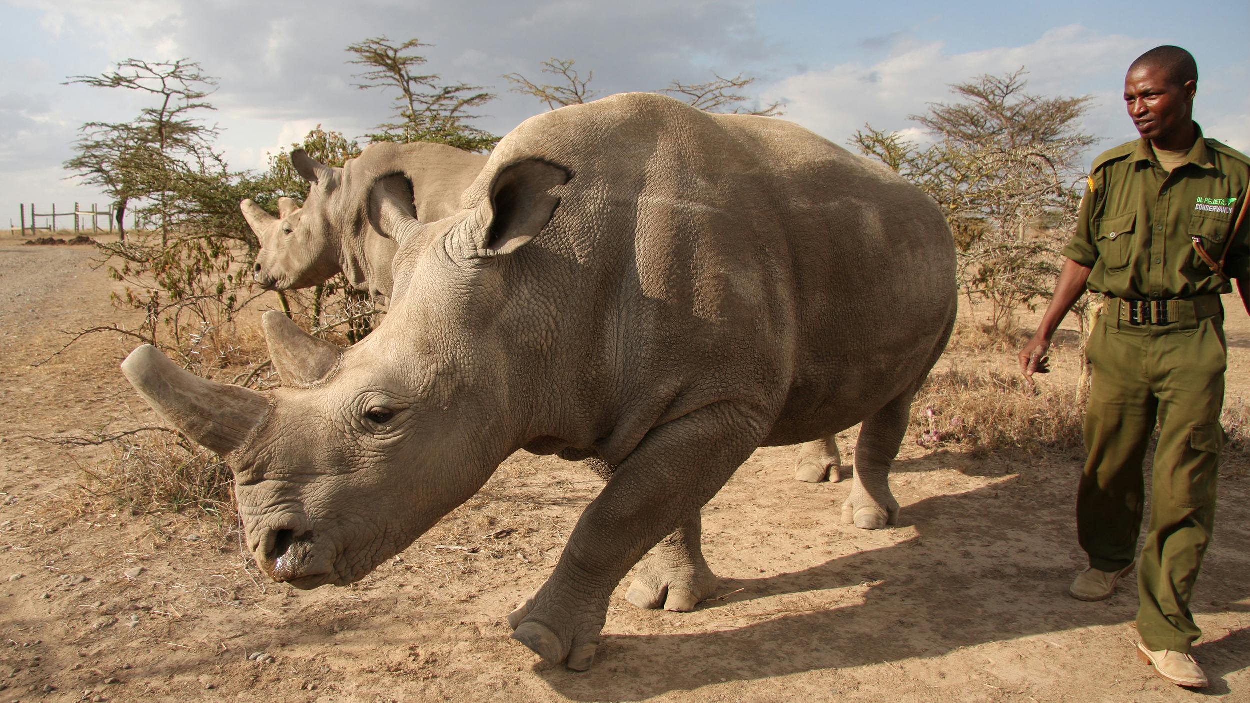 Ein Mann läuft neben einem Nashorn her, er trägt eine grüne Uniform. Im Hintergrund sieht man Bäume.