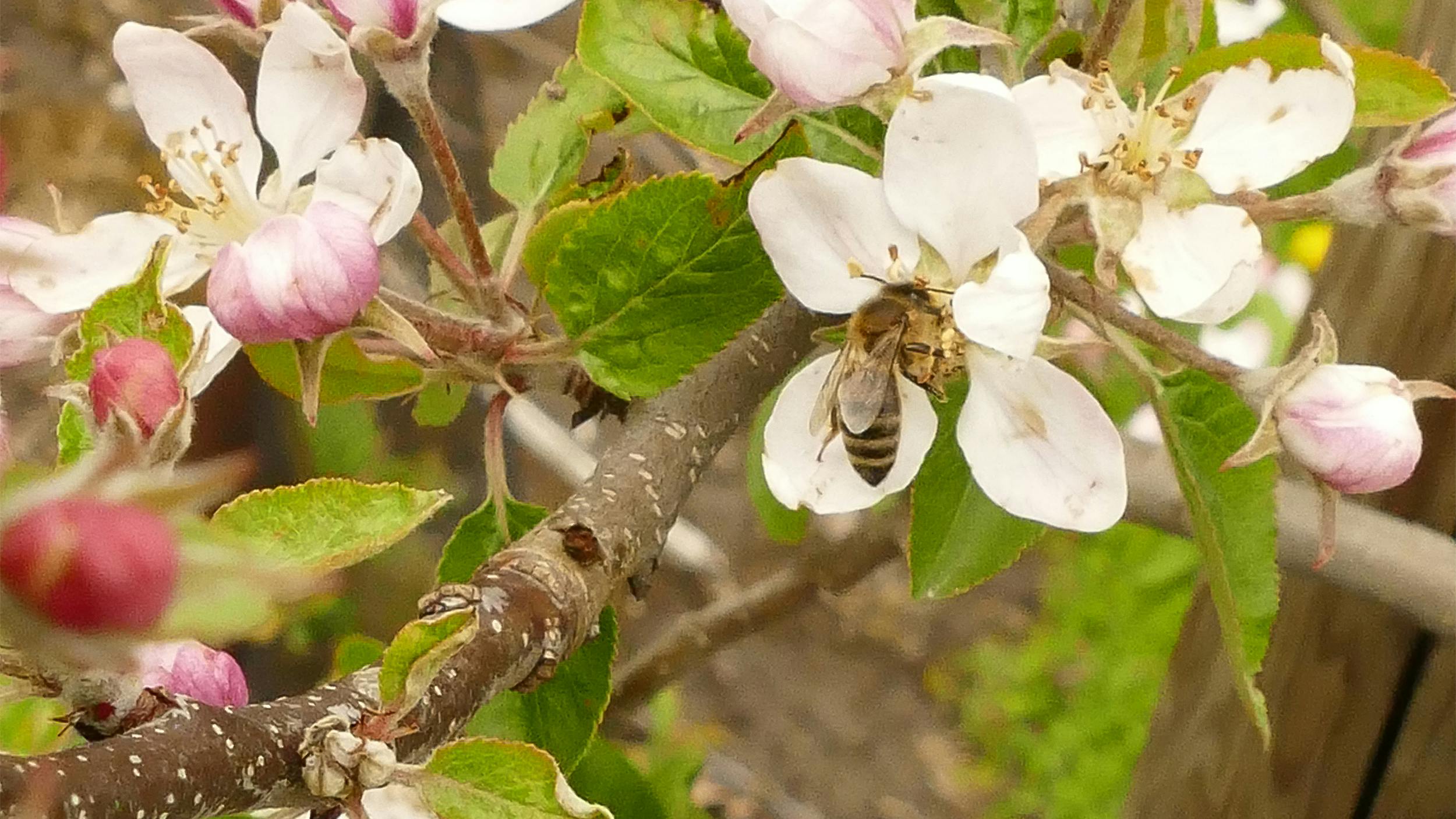 Eine Biene sitzt in einer Apfelblüte