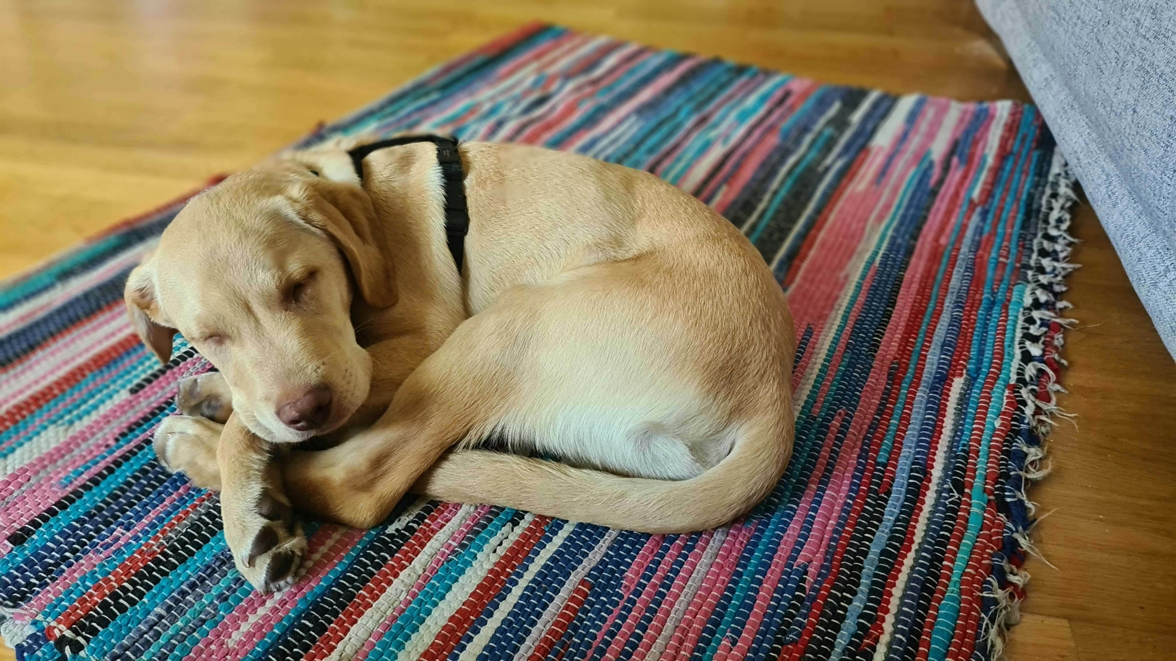Ein beigefarbener Welpe liegt zusammengerollt auf einem Teppich.