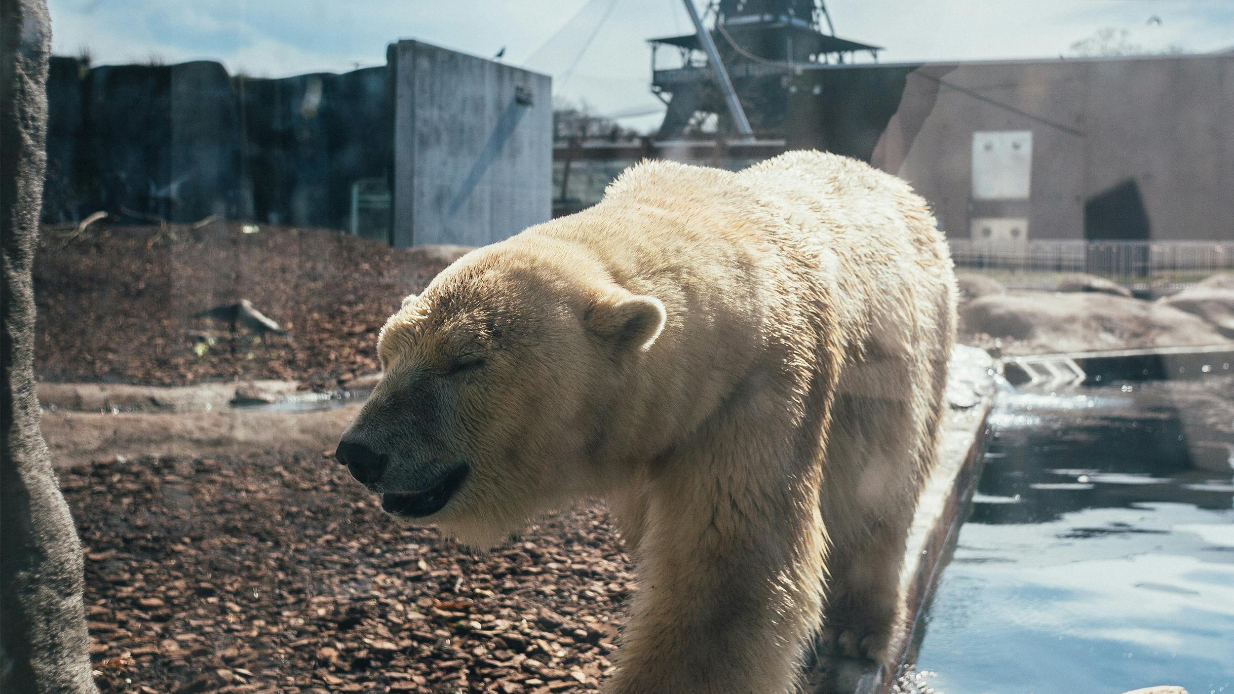 Ein Eisbär in seinem Gehege.