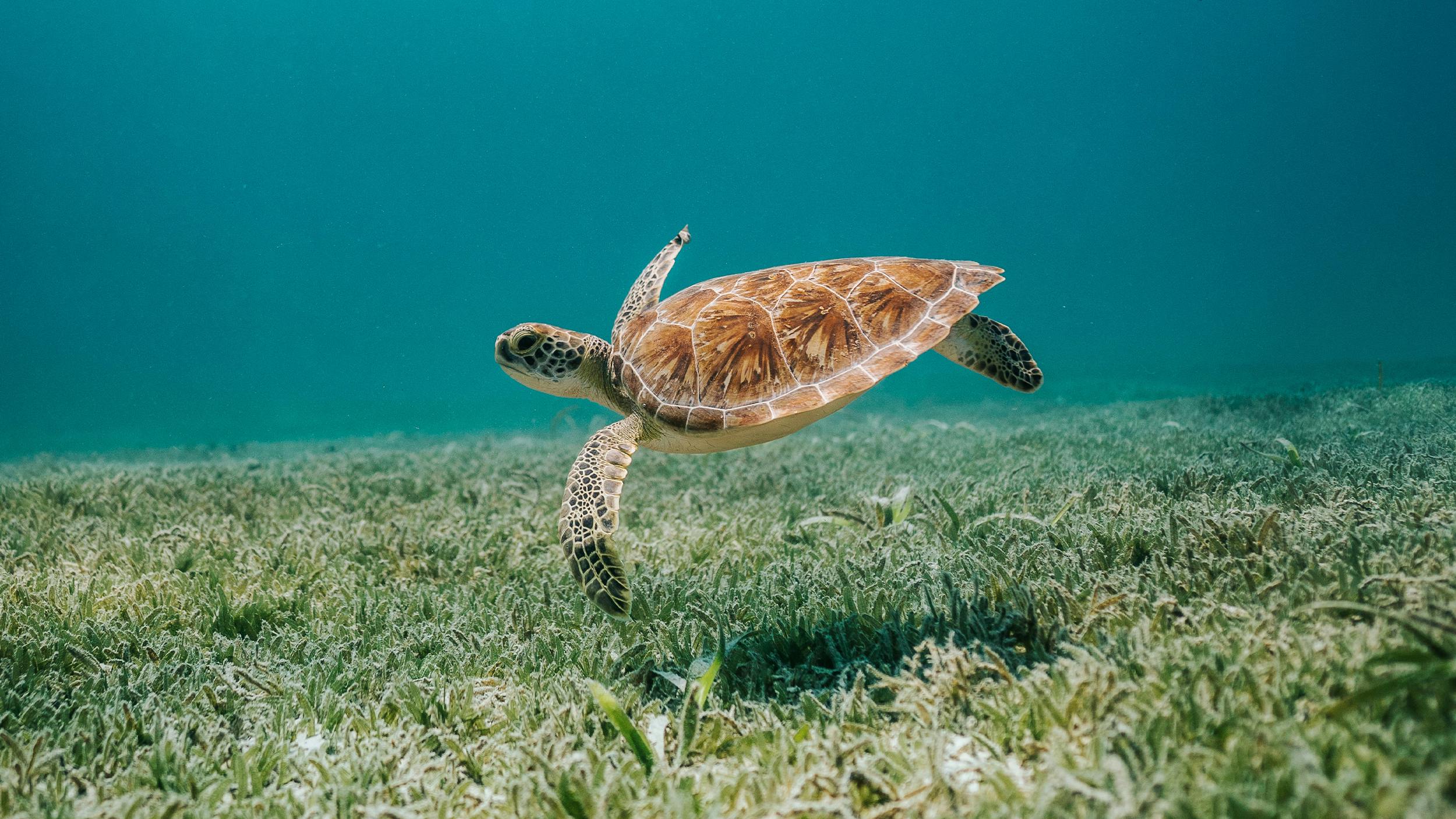 Eine Schildkröte und Wasser.