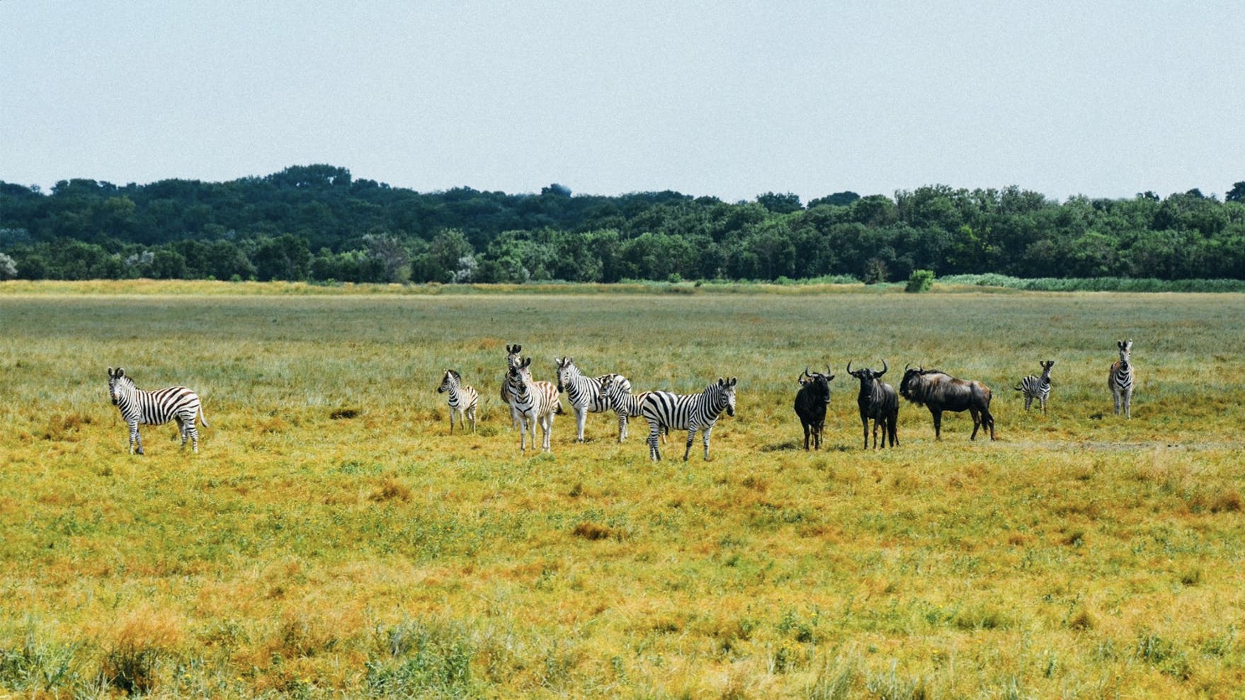 Eine gelbe Wiese, auf der Zebras und Bisons stehen.