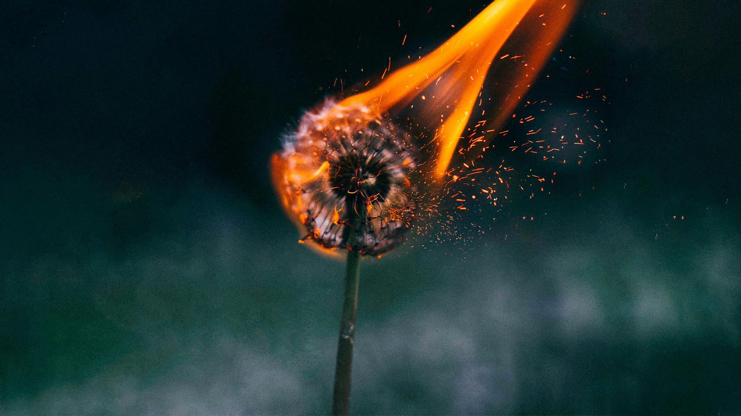 Eine brennende Pusteblume vor unscharfem Hintergund.