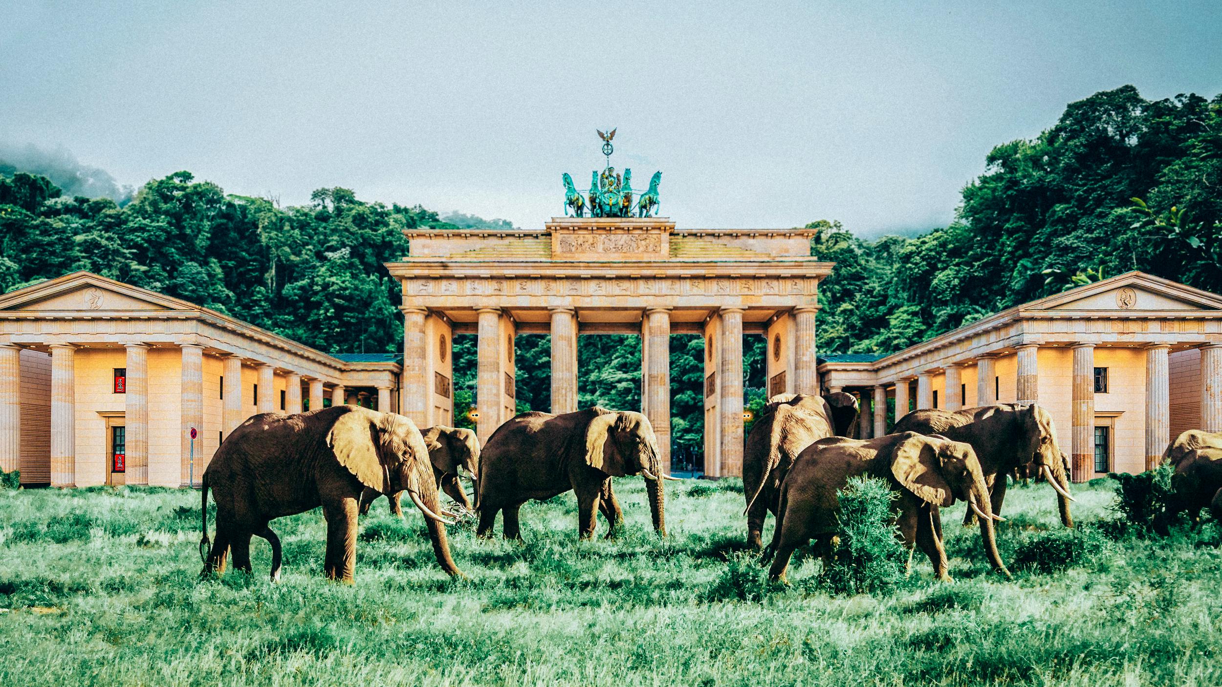 Fotomontage: Eine Herde Elefanten läuft am Brandenburger Tor vorbei.