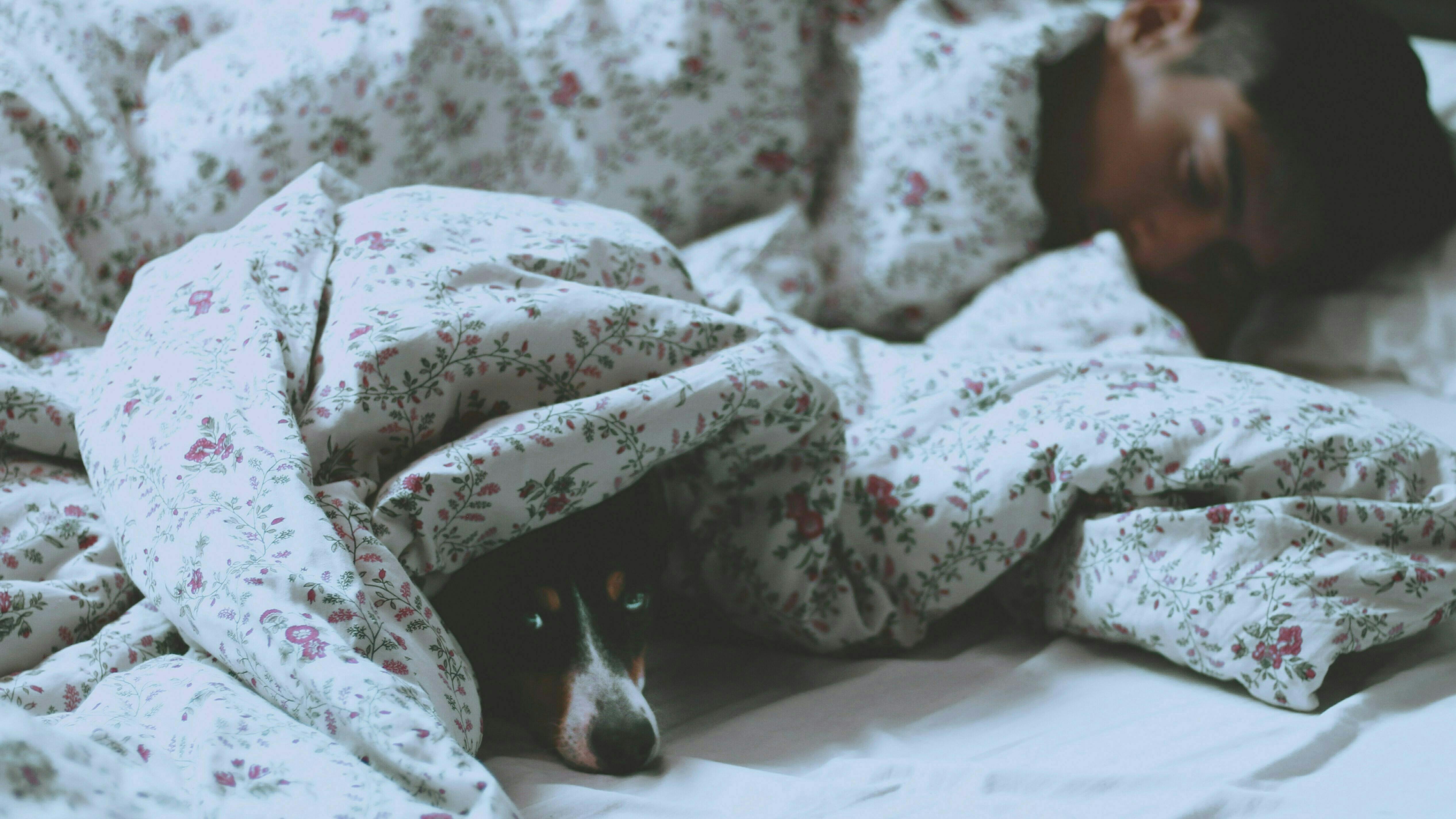 Ein Mann und ein Hund liegen unter einer Bettdecke.