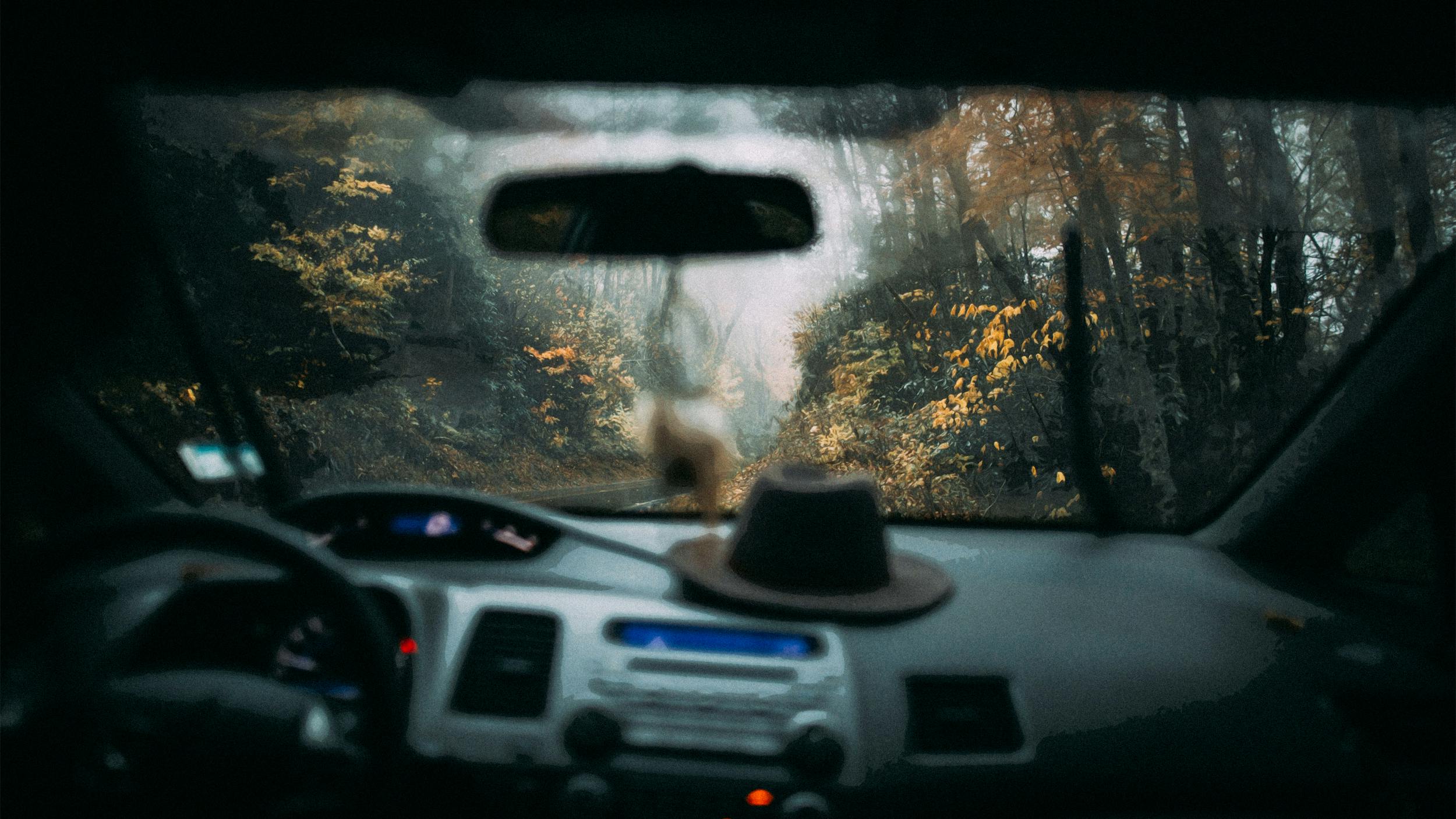 Innenansicht eines Autos. Durch die Windschutzscheibe erkennt man, dass das Auto an einem Waldweg steht. 