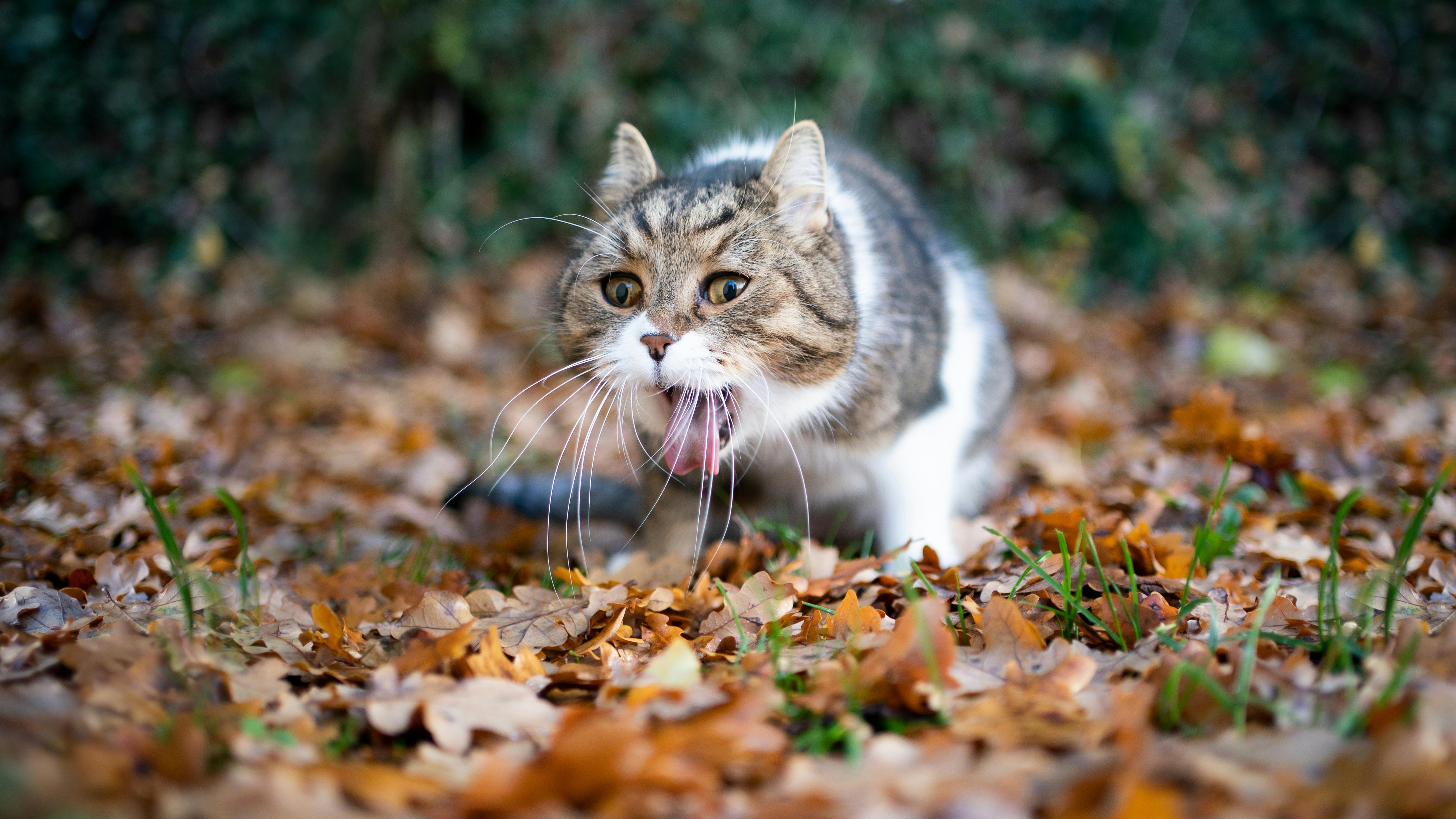 Eine Katze kotzt.