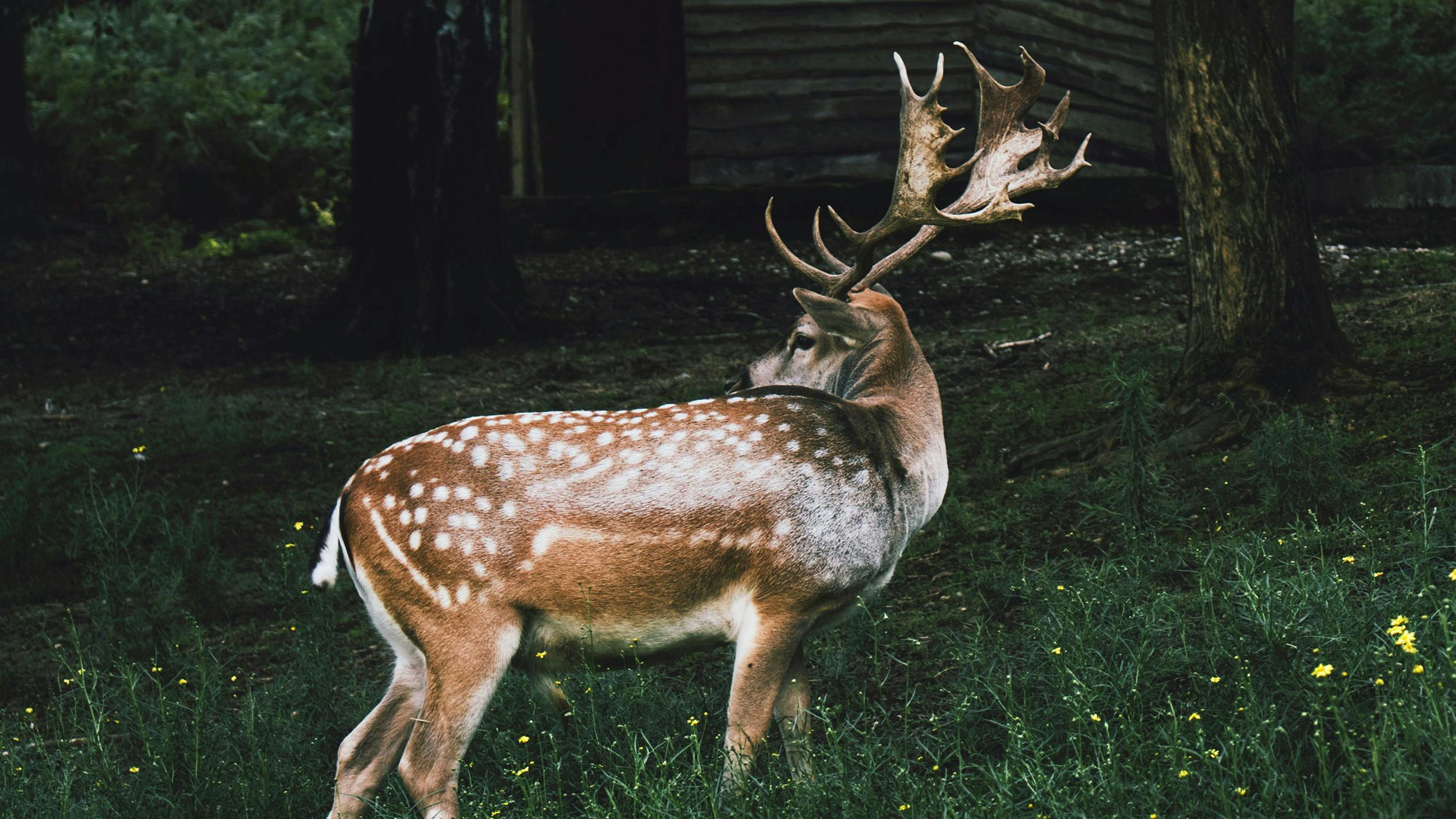 Ein Hirsch im Wald