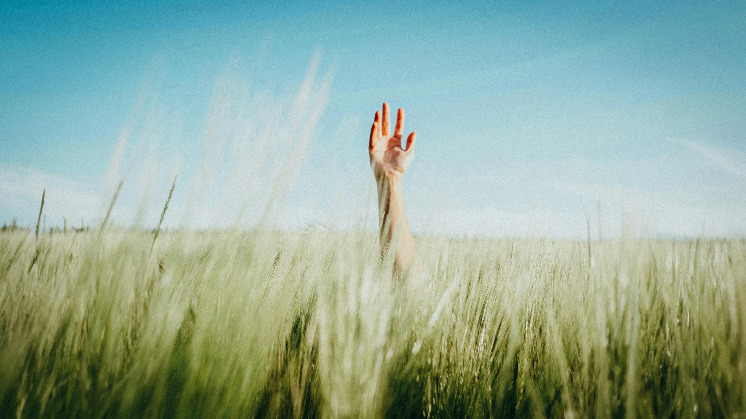 Eine Hand ragt aus einem Kornfeld gen Himmel.