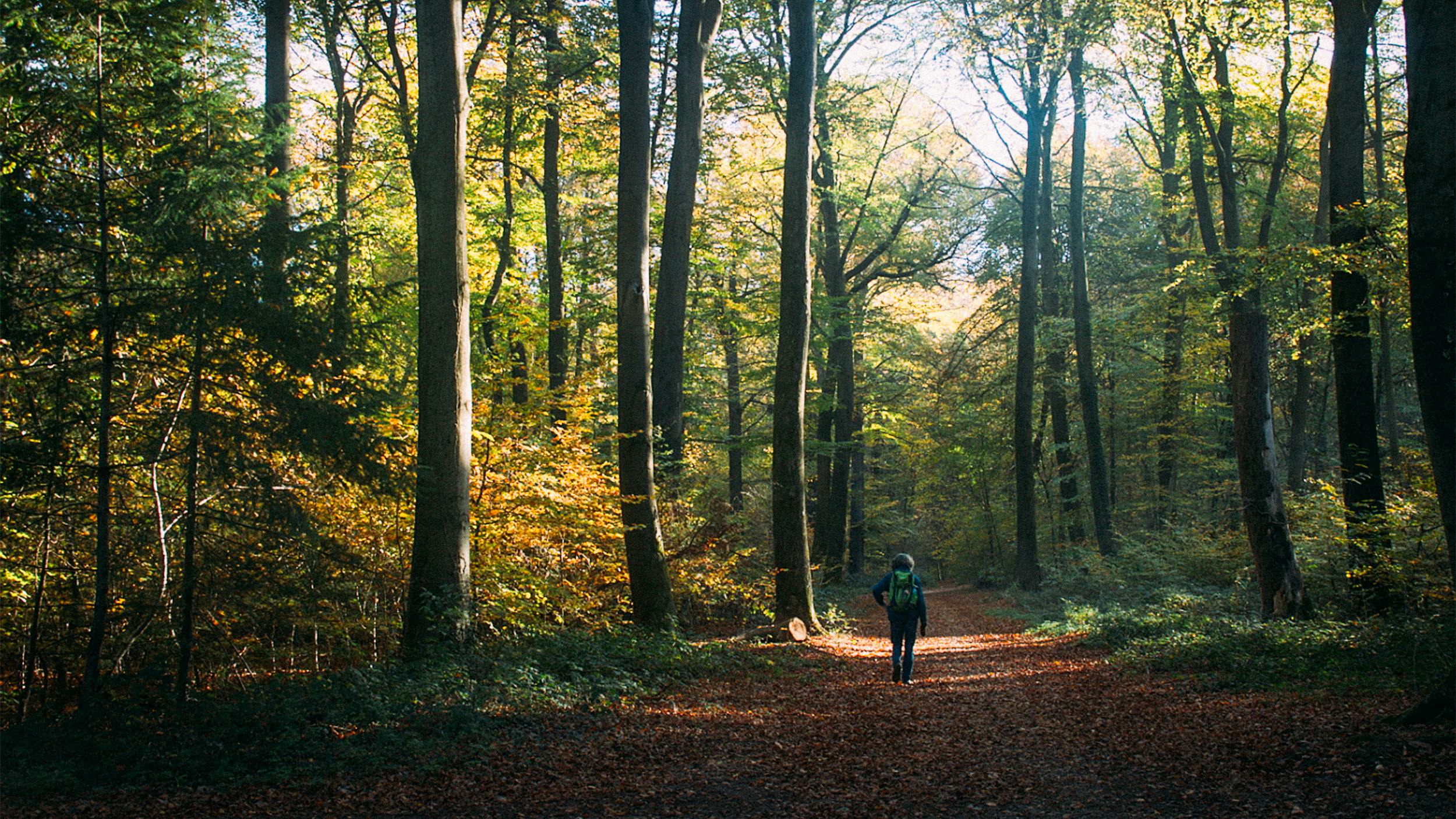 Ein Mensch wandert an einem sonnigen Tag durch den Wald. Einzelne Lichtstrahlen fallen durch das Blätterdach.